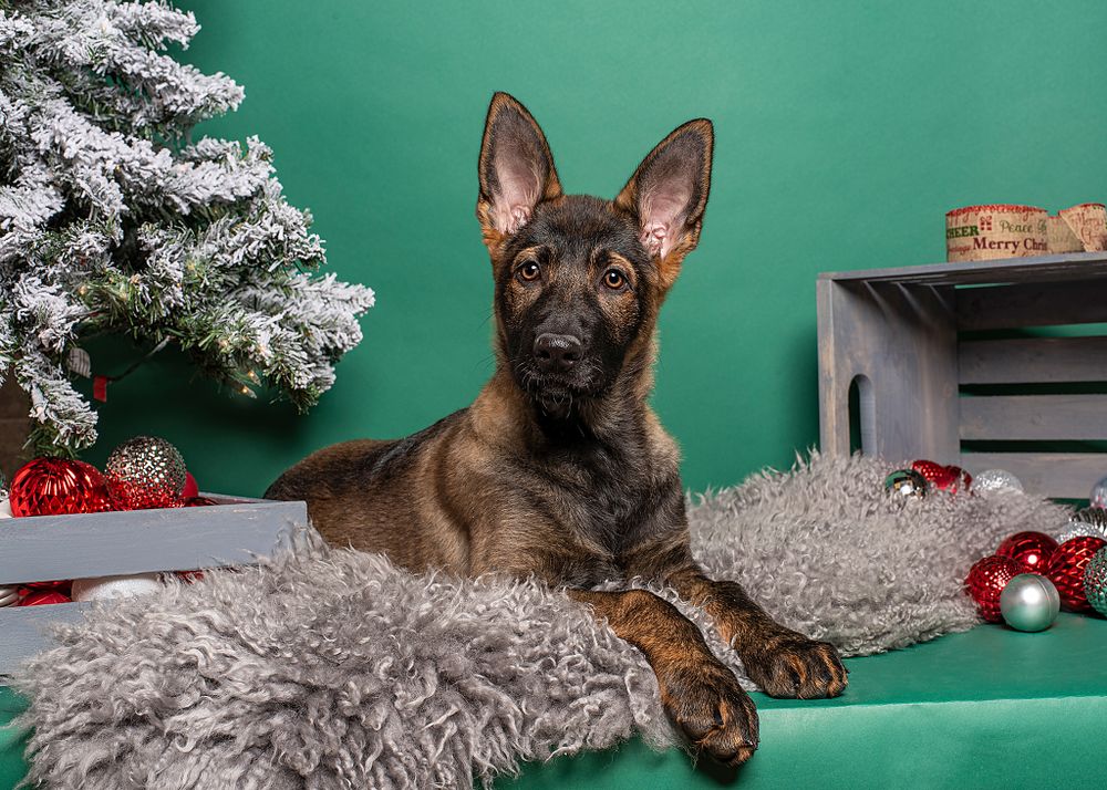 Pop up studio, German Shepherd Puppy, Pet Photographer near me, Red Deer Alberta Dog Photographer