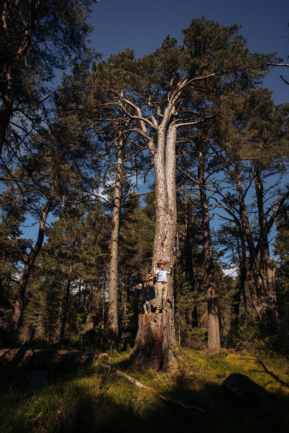 Tall majestic pine trees stand in a mossy forest clearing against a deep blue sky at sunset.