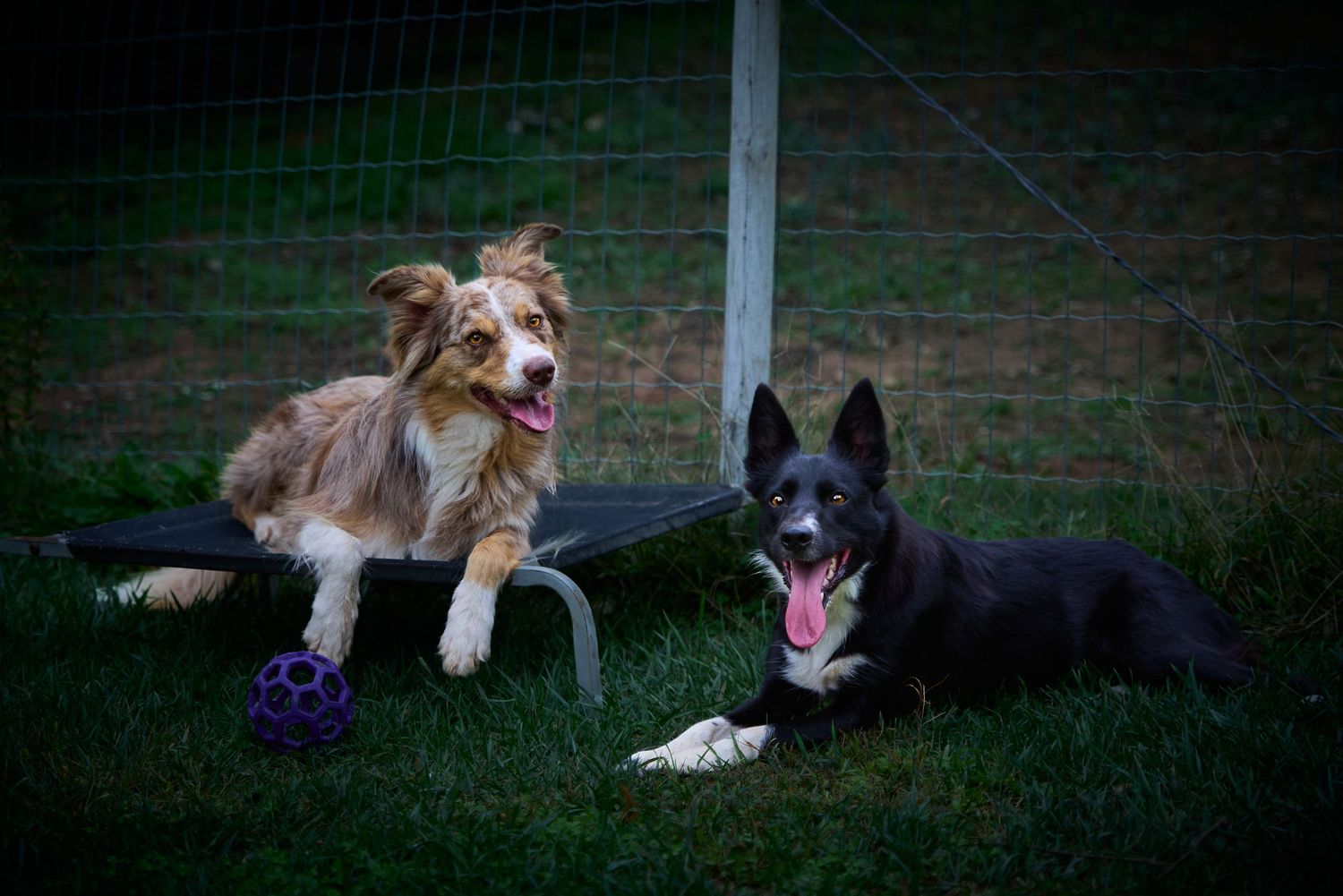 Dyyp & Tiree