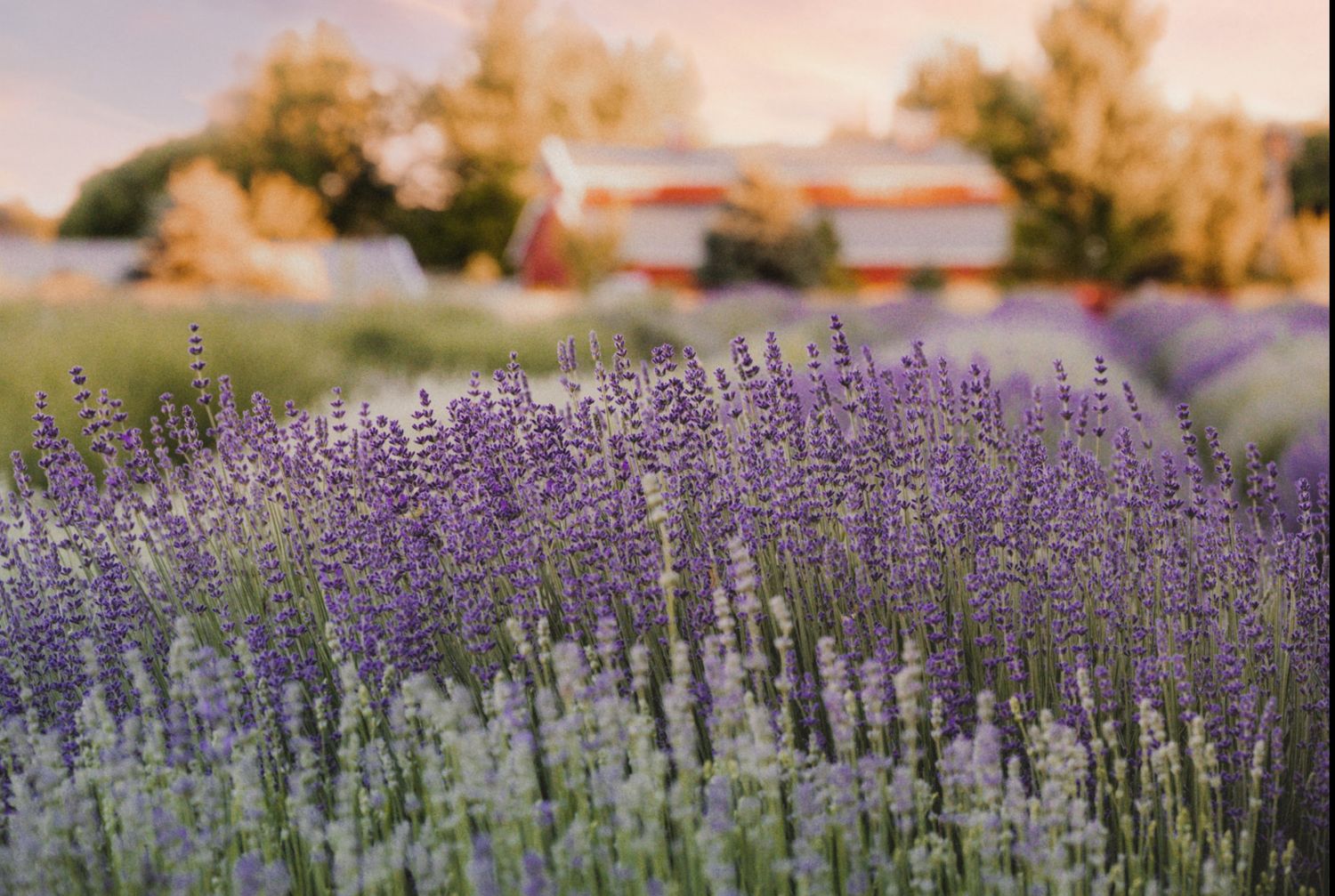 Purple lavender fields in full bloom with a red barn farmhouse in the soft golden background.