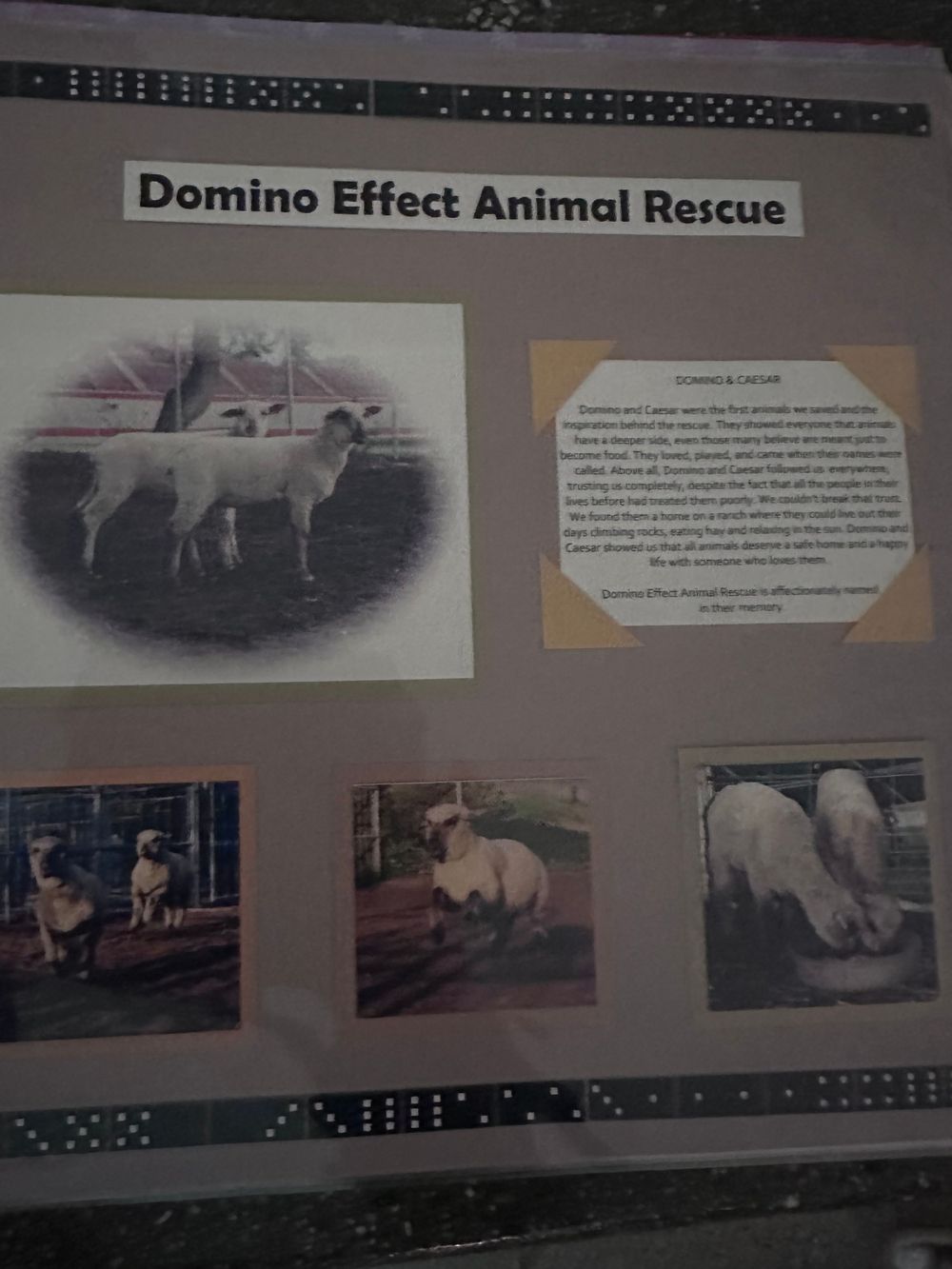 A collection of photographs showing horses and other animals displayed on a bulletin board at the Domino Effect Animal Rescue.