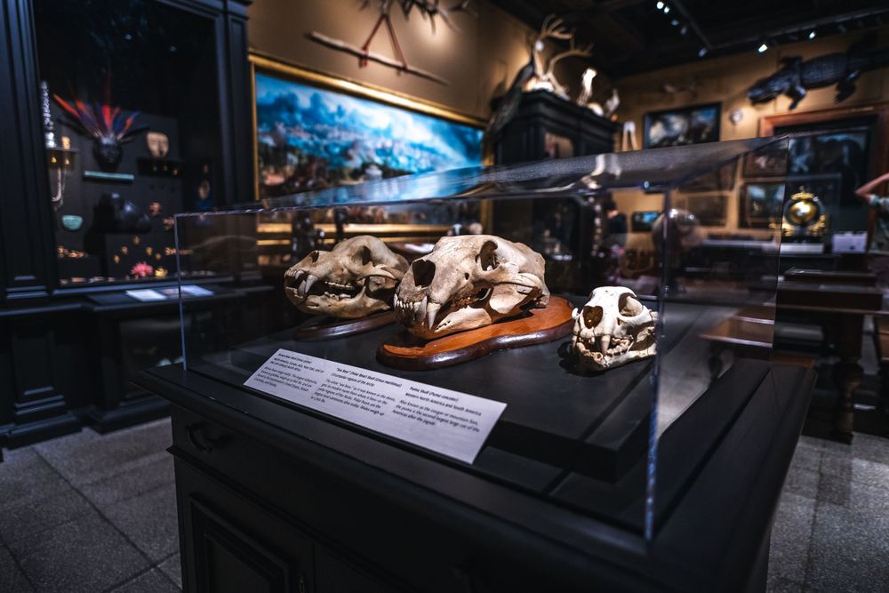 Ancient animal skulls and fossils on display in a dim museum exhibit case with atmospheric lighting.