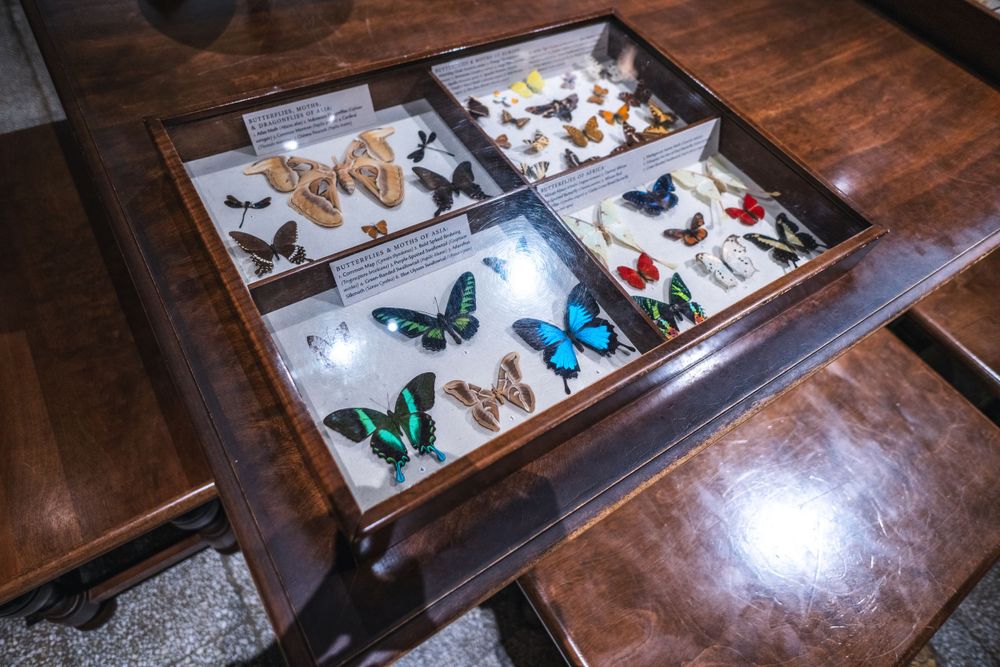 Vintage wooden display case containing colorful preserved butterflies in four separate compartments on dark table.