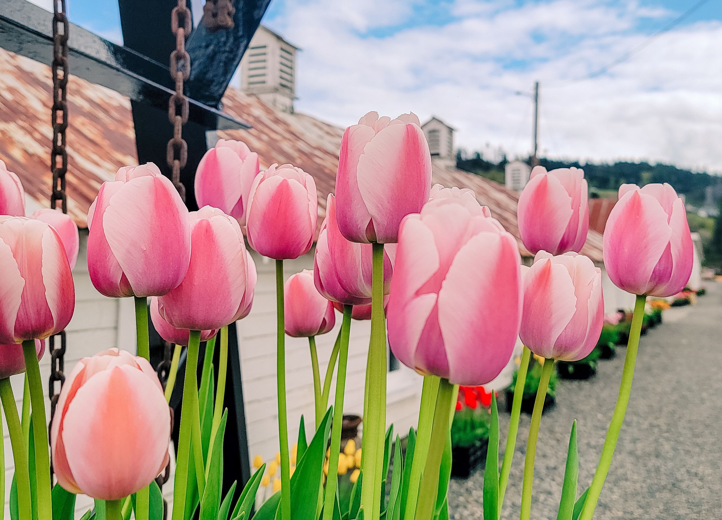 Close-up photo of pink tulips blooming at Knutson Farms during spring in Sumner