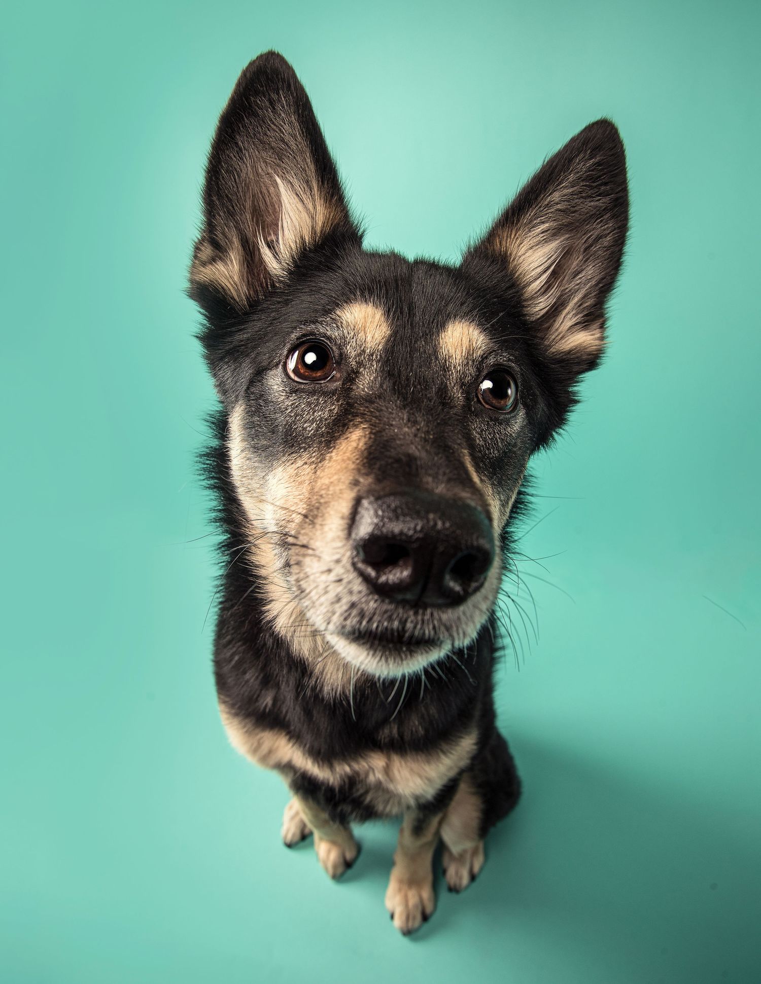 Photographer Red Deer, Alberta. Pet Photographer. Dog Photographer. Australian Kelpie. Studio Portrait.