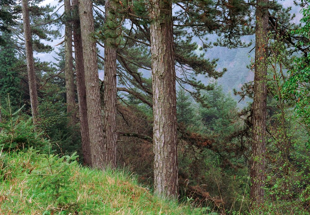 Dense pine forest in mountainous landscape with moody light