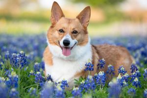 Happy Corgi dog laying in field of blooming blue wildflowers with bright green grass in background.