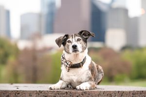 A brown and white spotted dog sits on a stone wall with a city skyline in the background.