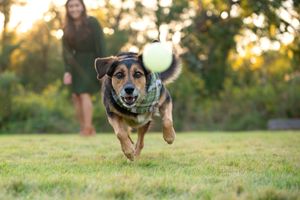 Happy mixed breed dog wearing a sweater runs joyfully across green grass during golden hour.