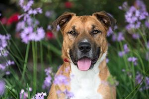 A happy brown and white mixed breed dog sits among purple wildflowers in a garden setting.