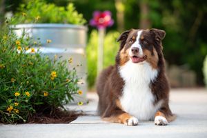 A happy Australian Shepherd dog with brown and white fur lies on a concrete pathway next to colorful flowers.