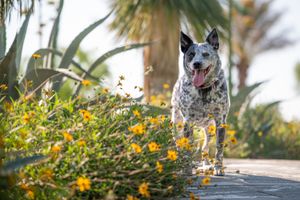 Happy Australian Cattle Dog runs along garden path with yellow flowers and palm trees in background.