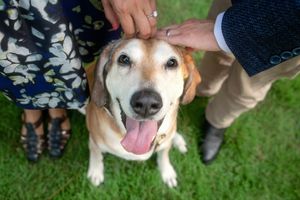 A happy yellow Labrador dog with tongue out being petted by two people in formal attire on green grass.