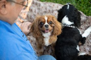 A Cavalier King Charles Spaniel and black dog sit attentively with someone in a blue shirt outdoors.