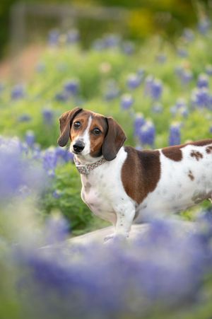 A brown and white Dachshund stands proudly among blooming purple bluebonnet flowers in a field.