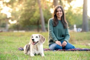 A happy beagle dog lying on grass in a park setting during golden hour lighting.