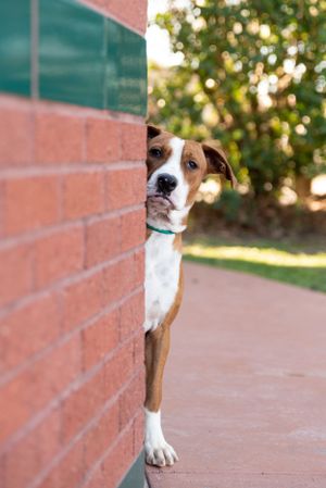 Playful brown and white dog peeks out from behind brick wall with curious expression on terracotta walkway.