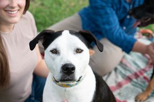 Close up portrait of a black and white mixed breed dog with distinctive facial markings wearing a yellow collar.