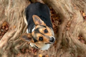 Small brown and black Chihuahua mix dog looking up at camera from tree trunk background.