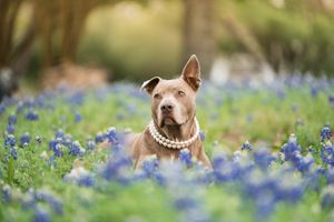 Brown pit bull wearing a pearl necklace sits among blooming blue wildflowers in a dreamy outdoor garden setting.