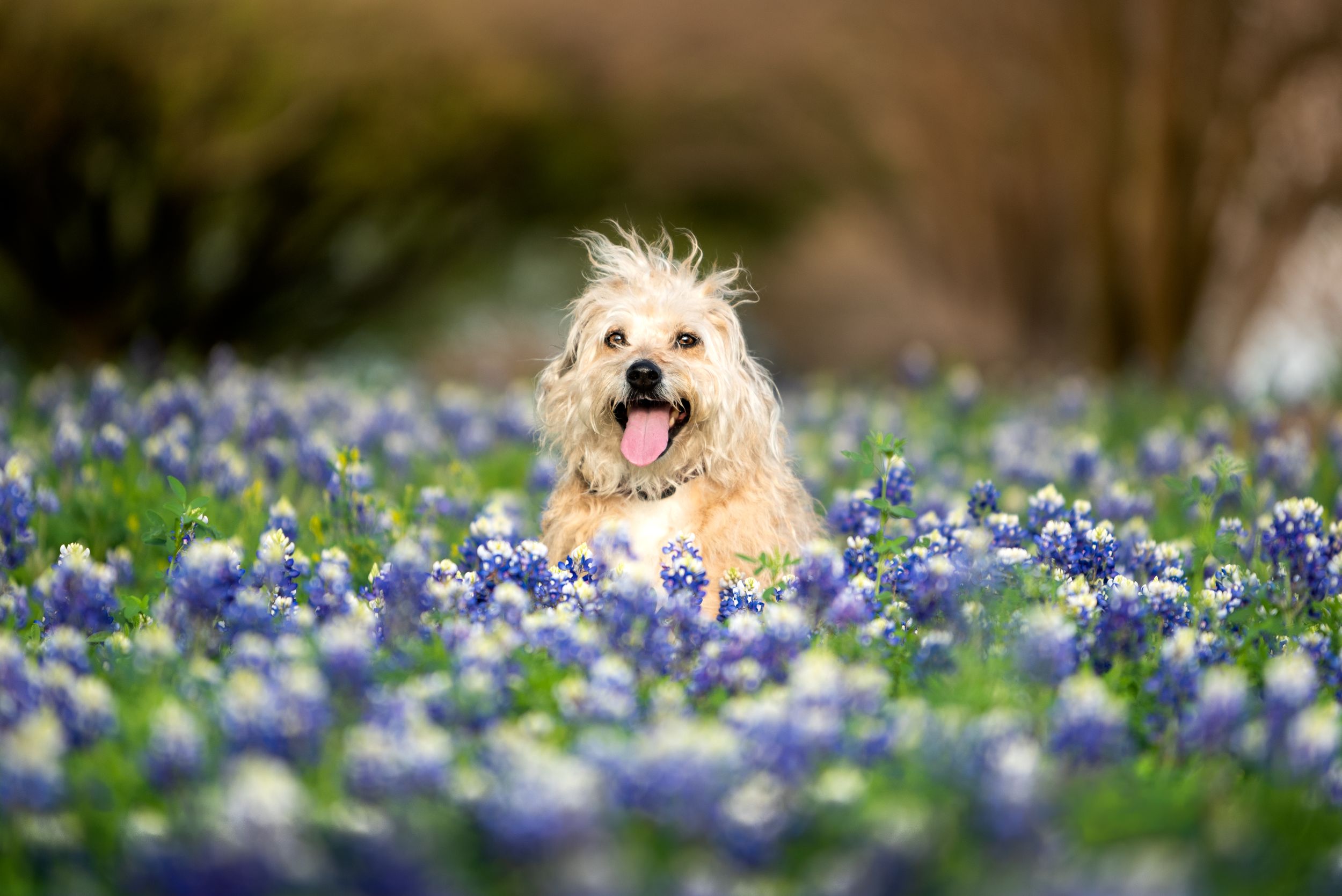 A happy white terrier dog sits among blooming bluebonnets in a spring meadow.
