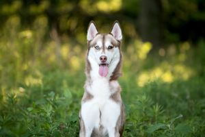 A happy Siberian Husky dog sitting in grass with bright eyes and tongue out against a blurred green background.