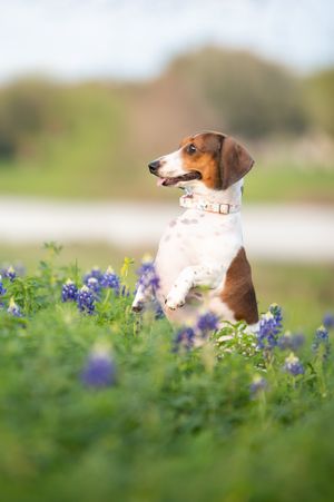 A beagle dog sits alertly in a field of purple wildflowers on a sunny day with soft bokeh background.