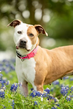 A pit bull mix dog wearing a pink collar stands alert in a field of blooming bluebonnets on a sunny day.