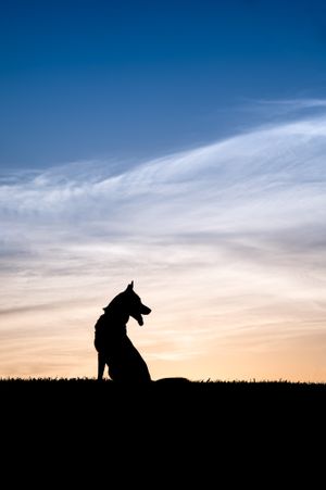 Silhouette of a dog sitting alert against a dramatic sunset sky with wispy clouds.