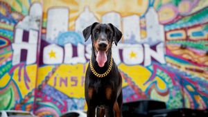 Happy black Great Dane dog sitting in front of colorful graffiti wall with open mouth and pearl collar.