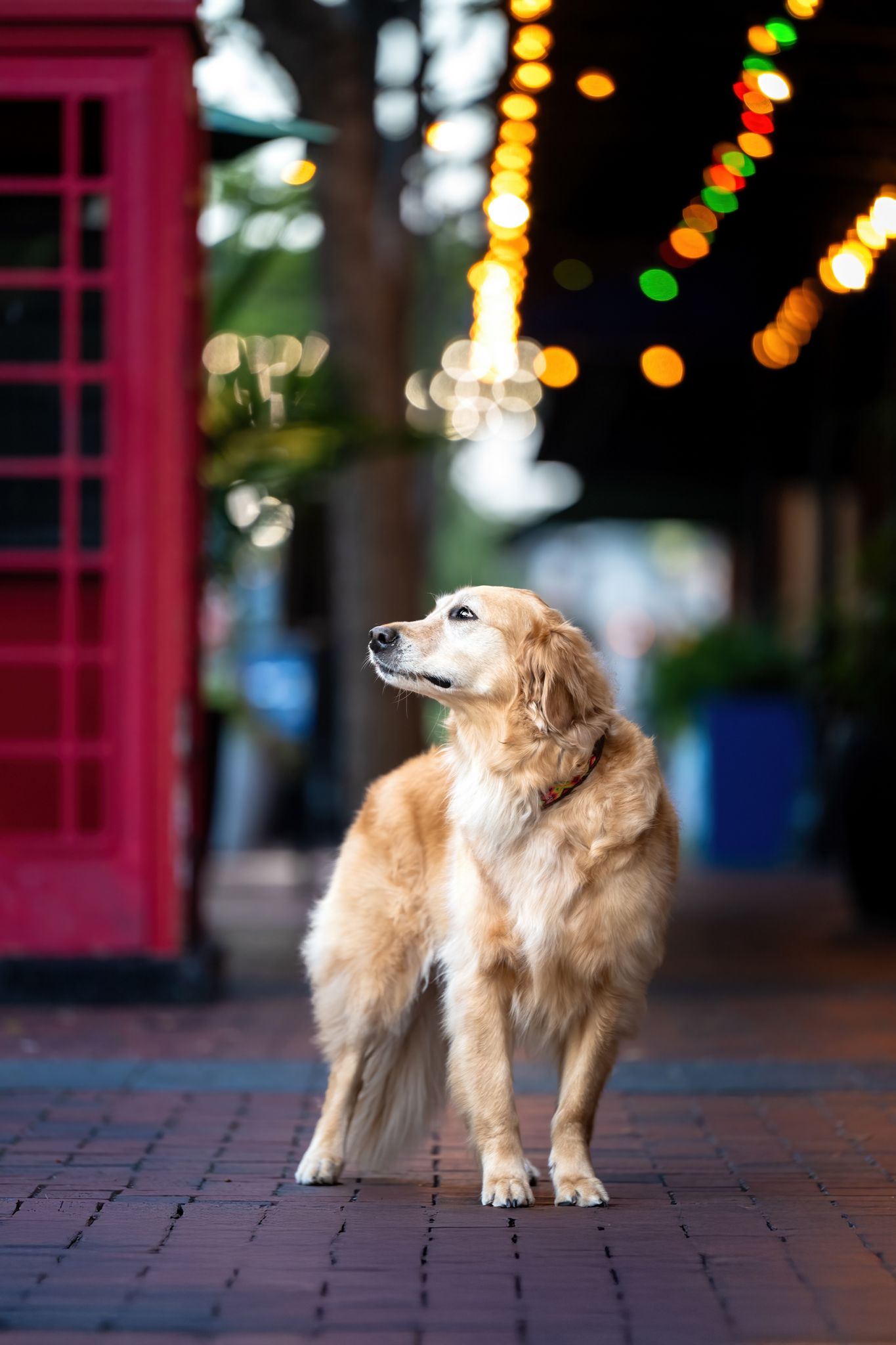 Golden retriever dog stands on brick pavement near red phone booth with blurred festive lights in background.