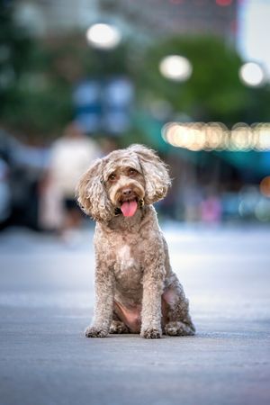 Small cockapoo dog sits playfully on concrete surface with blurred bokeh background in progression of shots.