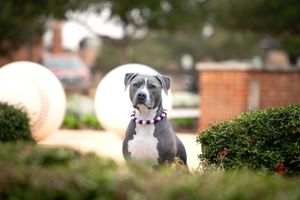 A gray and white pit bull type dog wearing a red collar sits attentively in a garden setting with shrubs and spherical decor.