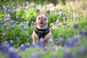 A fawn French Bulldog in a black harness sits among blooming purple wildflowers in a sunny garden.