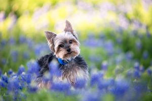 A Yorkshire Terrier puppy sits among blooming purple wildflowers in a sunny field wearing a blue collar.