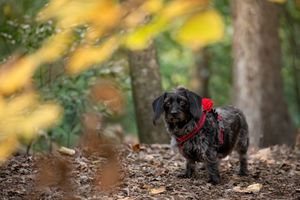 Black dog with red collar stands on forest trail surrounded by autumn foliage and trees in soft bokeh background.