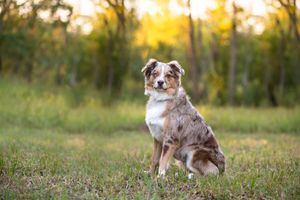 Australian Shepherd dog sits attentively in grassy field during golden hour with blurred forest background.