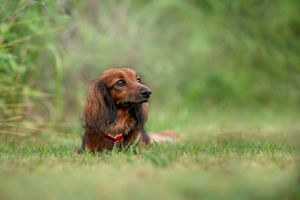 A long-haired dachshund dog sits in green grass with soft focus background.