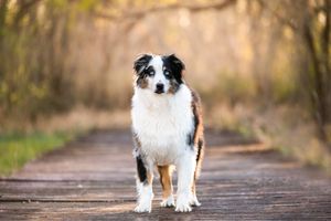 An Australian Shepherd dog stands attentively on a wooden boardwalk in autumn with soft blurred background.