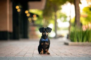 A small black dachshund puppy with brown markings wearing a blue harness sits on a brick walkway in outdoor lighting.
