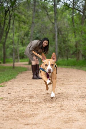 Energetic brown and white pit bull mix running joyfully on a dirt trail in a wooded park while being exercised.