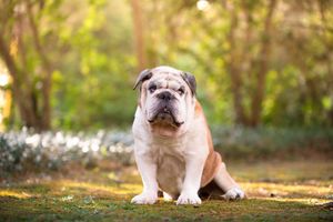 An English Bulldog sits outdoors in warm sunlight with a blurred natural background.