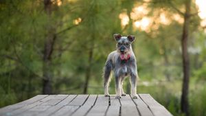 A miniature schnauzer dog standing alert on a wooden deck during golden hour sunset in a forest setting.