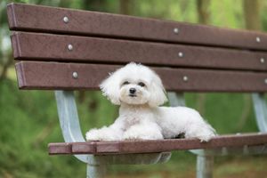 A fluffy white Maltese dog lies relaxed on a brown wooden park bench surrounded by greenery.