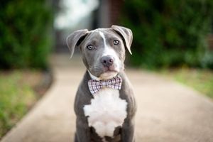 Adorable gray and white pit bull puppy wearing a plaid bowtie sits on pathway with soulful blue eyes.