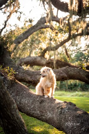 A small white fluffy dog sits on a large oak tree branch with Spanish moss and golden sunlight in the background.