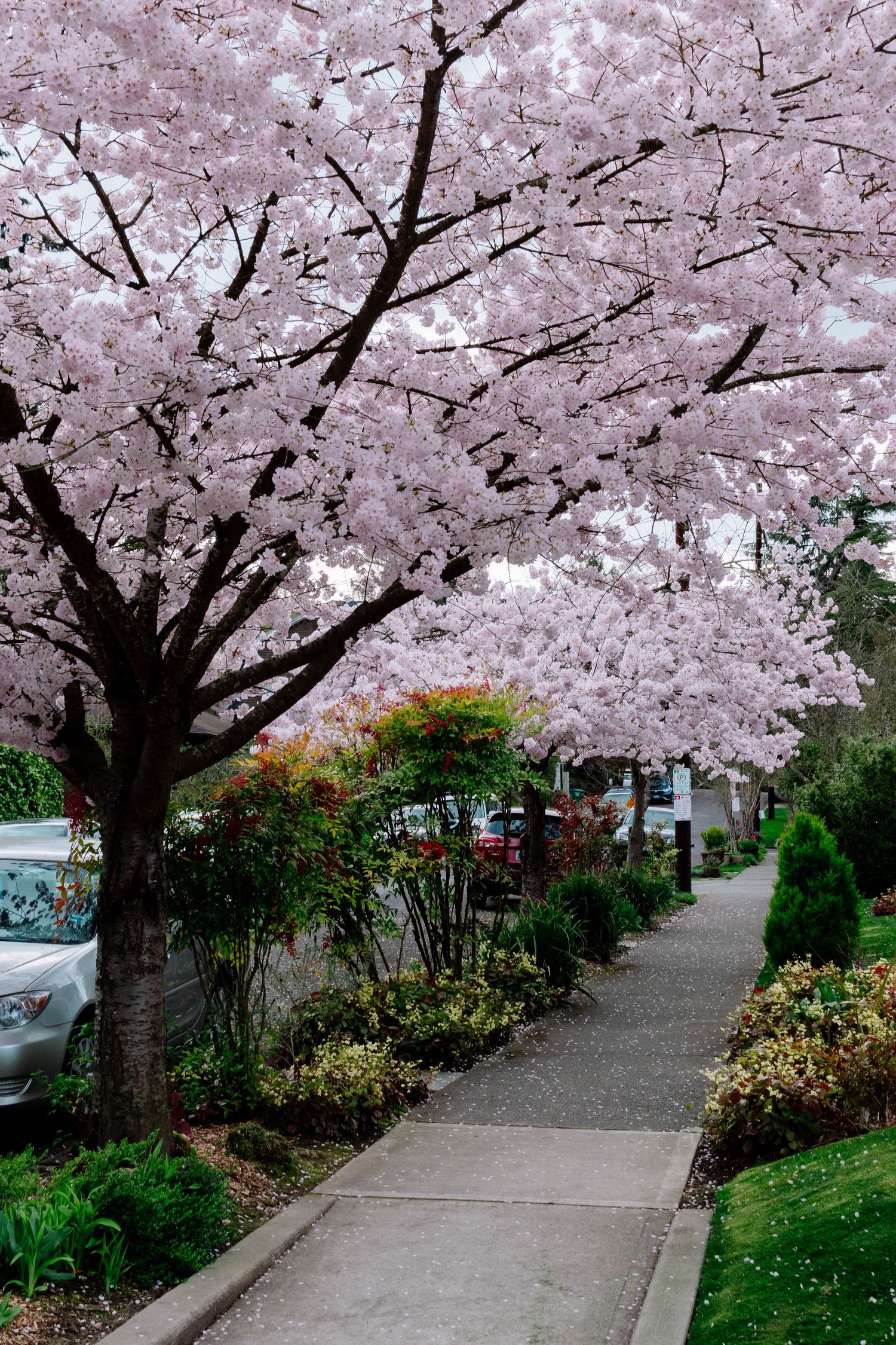 Scenic walkway framed by blooming cherry blossom trees in Seattle during spring. Peaceful park path under pink sakura blooms.