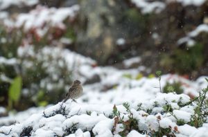 Fresh snow covering alpine vegetation and ground in a close-up winter mountain scene.