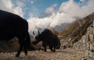 Yaks grazing on rocky mountain terrain with snow-capped peaks in the background.