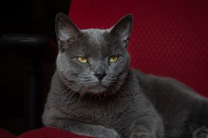 A gray Chartreux cat with yellow eyes resting on a red chair, looking at the camera.